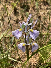 Moraea ogamana
