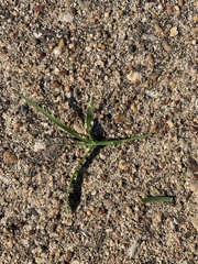 Digitaria ciliaris
