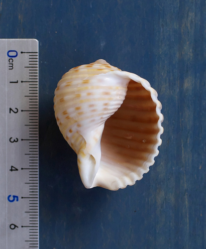 Tonna luteostoma observed 2022-09-06