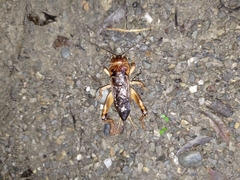 Tarbinskiellus portentosus