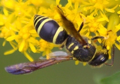 Ancistrocerus catskill