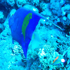 Pomacanthus maculosus