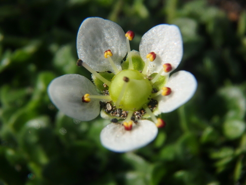 Saxifraga merkii iNat (1)