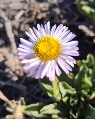 Erigeron glaucus
