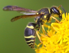 Ancistrocerus catskill