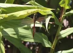Anax aurantiacus