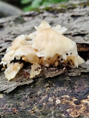 Pleurotus citrinopileatus