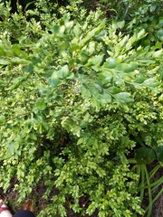 Buxus sempervirens