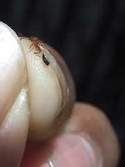 Tetramorium bicarinatum