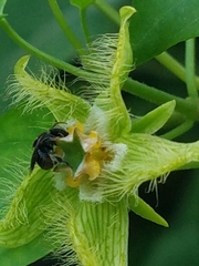 Nannotrigona perilampoides