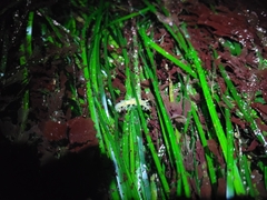Dendronotus