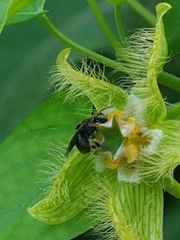 Nannotrigona perilampoides