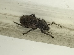 Brachyderes incanus