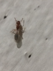 Tetramorium bicarinatum