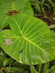 Xanthosoma robustum