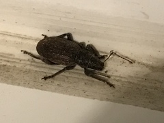 Brachyderes incanus