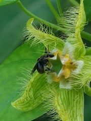 Nannotrigona perilampoides