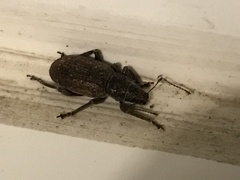 Brachyderes incanus