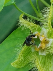 Nannotrigona perilampoides