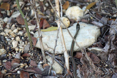 Thamnophis proximus proximus