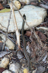 Thamnophis proximus proximus