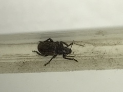 Brachyderes incanus