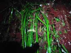 Dendronotus