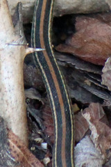 Thamnophis proximus proximus
