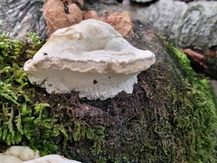 Fuscopostia fragilis