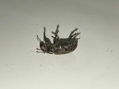 Brachyderes incanus