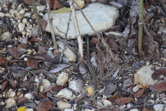 Thamnophis proximus proximus