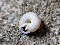 Triodopsis hopetonensis