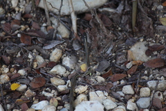 Thamnophis proximus proximus