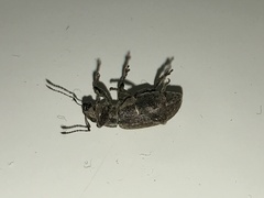 Brachyderes incanus