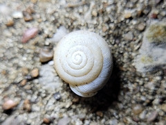 Triodopsis hopetonensis
