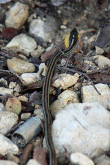 Thamnophis proximus proximus