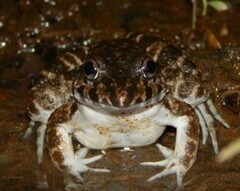 Fejervarya cancrivora
