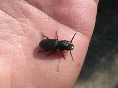 Spondylis buprestoides