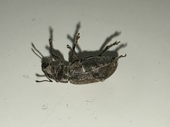 Brachyderes incanus