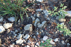 Thamnophis proximus proximus