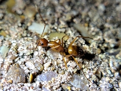 Camponotus castaneus
