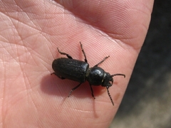 Spondylis buprestoides