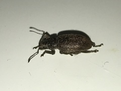 Brachyderes incanus