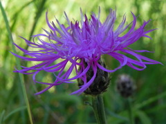 Centaurea ambigua
