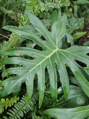 Philodendreae