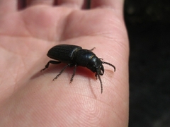 Spondylis buprestoides