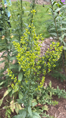 Solidago speciosa