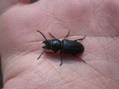 Spondylis buprestoides