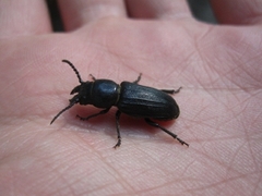 Spondylis buprestoides