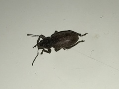 Brachyderes incanus